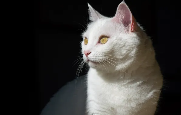 Картинка кошка, белый, кот, тень, мордочка