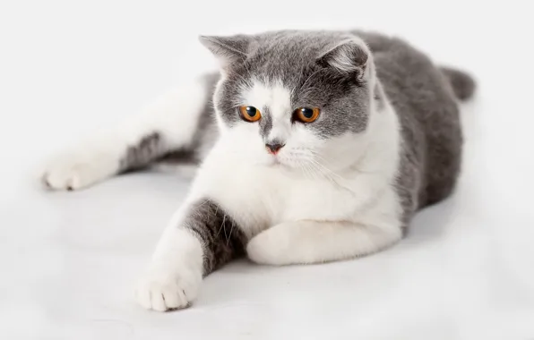 Кошка, кот, взгляд, поза, серый, фон, белый фон, лежит