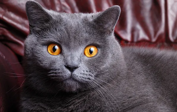 Кошка, глаза, кот, морда, серый, желтые, окрас, cat