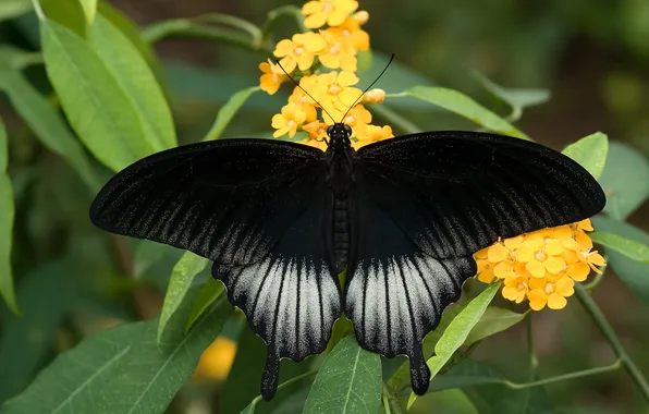 Картинка листья, цветы, насекомые, природа, бабочка, nature, butterfly, flowers