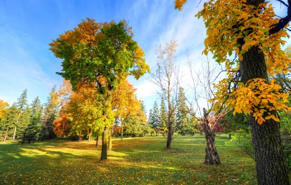 Картинка осень, небо, трава, деревья, парк