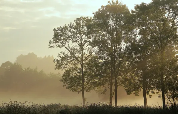 Трава, деревья, туман, тишина, утро