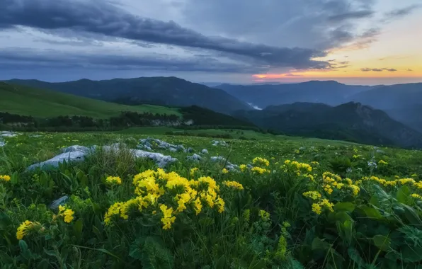 Картинка трава, пейзаж, цветы, горы, природа, камни, утро, Кавказ