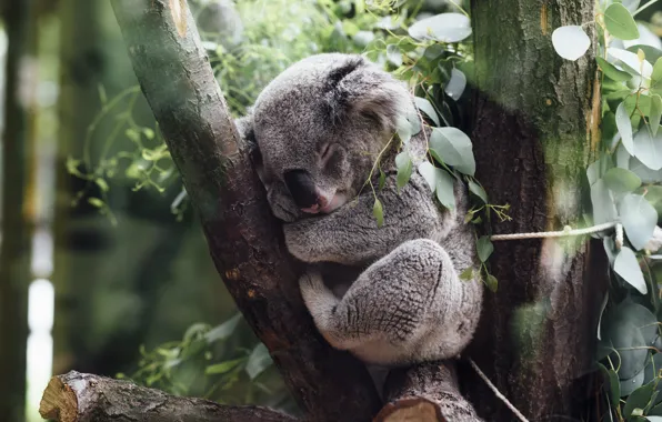 Листья, дерево, сон, зоопарк, коала