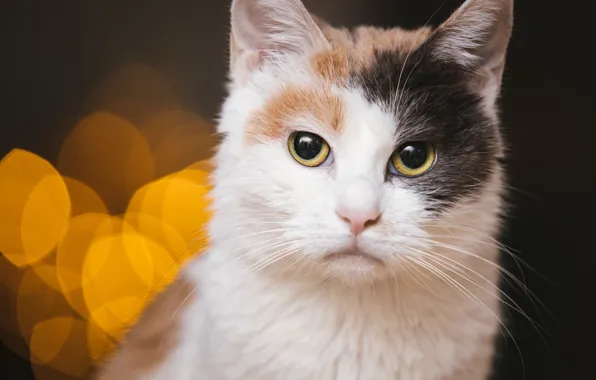 Кошка, кот, взгляд, морда, темный фон, фон, темный, портрет