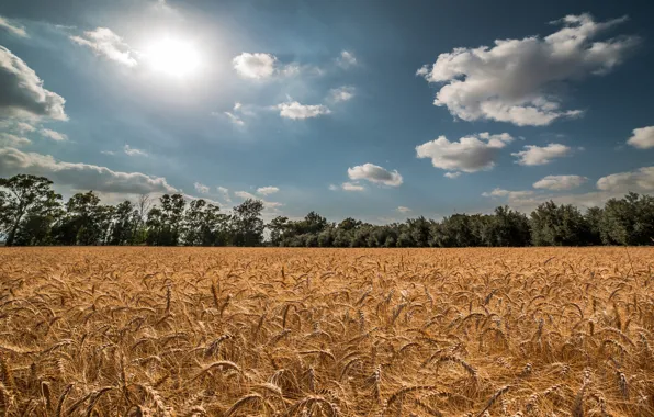 Картинка пшеница, поле, лето, небо, солнце, колоски