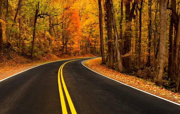 Дорога, осень, листья, природа, гора, colors, colorful, road
