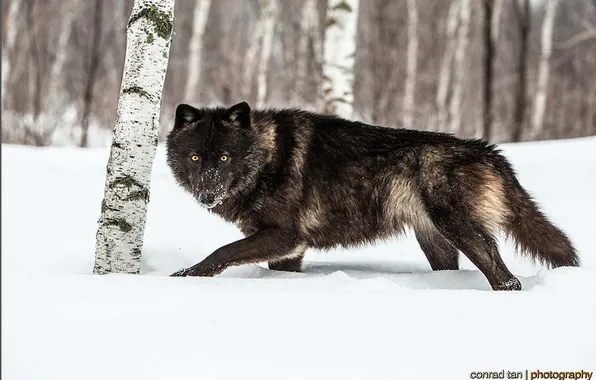 Nature, face, animal, wolf, wildlife, head, fur, mammal