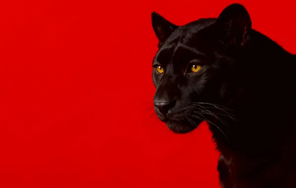 Картинка пантера, animal, look, simple background, red background, predator, black panther, panther