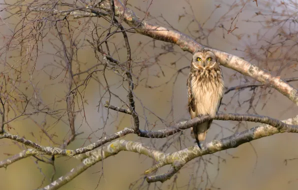 Картинка взгляд, деревья, ветки, фон, сова, птица