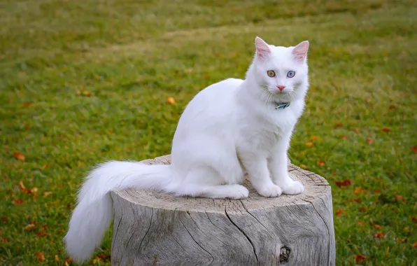 Turkey, white cat, van cat