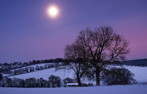 Картинка небо, снег, деревья, ночь, луна, Зима, холм, фиолетовое