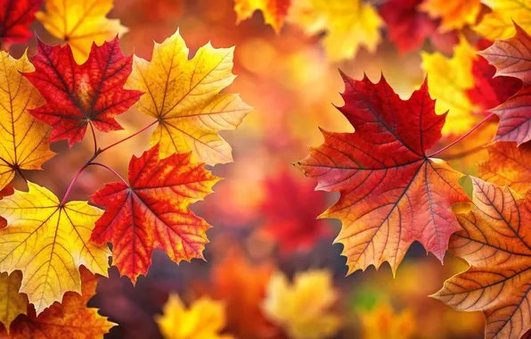 Картинка осень, листья, фон, colorful, клен, background, autumn, leaves