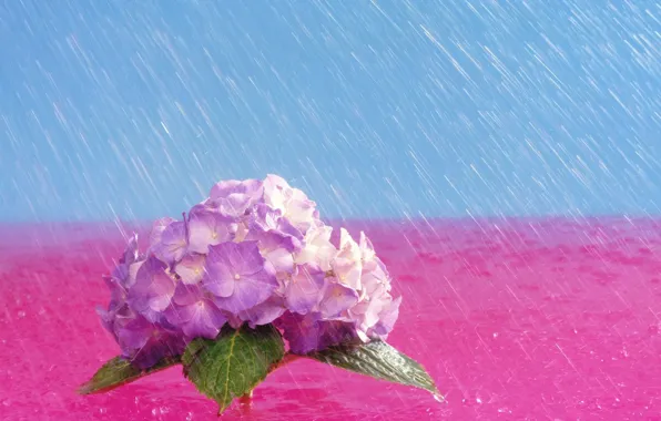 Цветы, яркие, Дождь