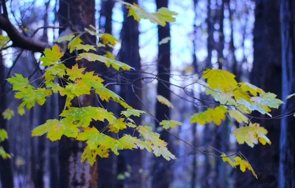 Forest, park, autumn, tree, leaf, fall