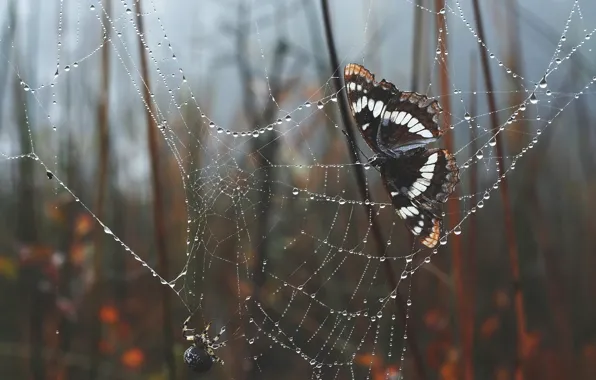 Картинка бабочка, паутина, паук