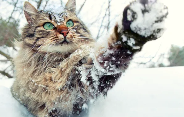 Картинка зима, в снегу, лапа, пушистый, мордочка, играет, зеленые глаза, полосатый кот