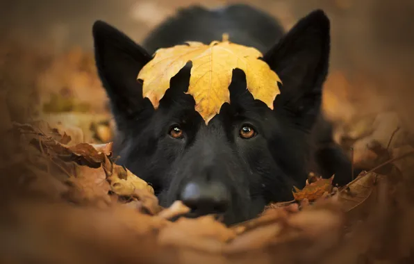 Картинка осень, друг, собака