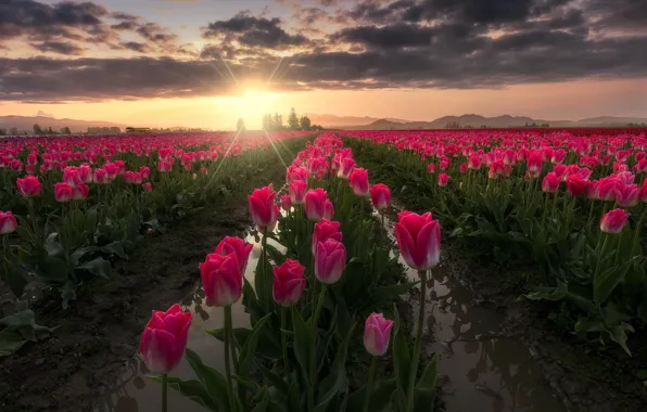 Картинка поле, солнце, лучи, пейзаж, цветы, природа, тюльпаны, США