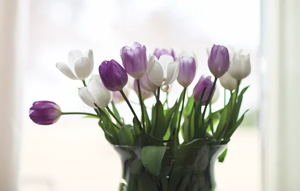 Цветы, фон, тюльпаны