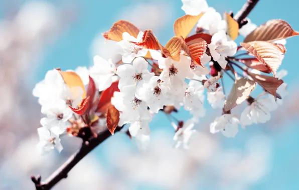 Белый, вишня, весна