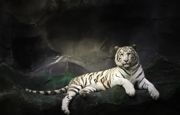 Картинка камни, скалы, отдых, белый тигр, дикая кошка