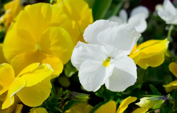 Зелень, макро, цветы, природа, желтые, цветет, flower, blossom