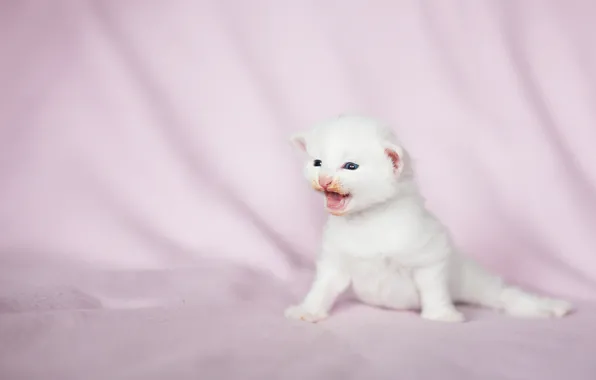 Кошка, белый, взгляд, поза, котенок, малыш, ткань, мордашка