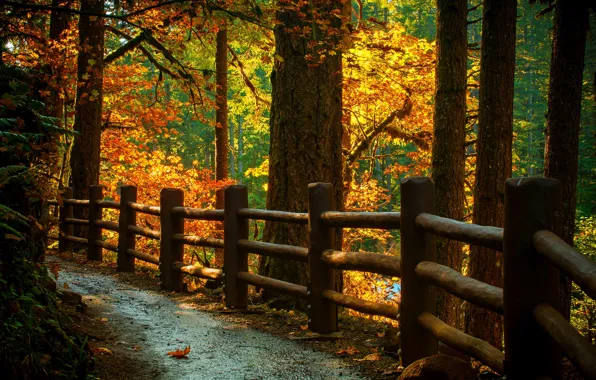 Картинка дорога, осень, листья, природа, гора, colors, colorful, road