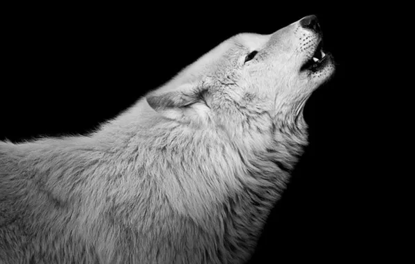Nature, face, animal, wolf, wildlife, head, fur, mammal
