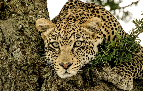 Взгляд, морда, хищник, леопард, дикая кошка, на дереве, Николай Мозгунов