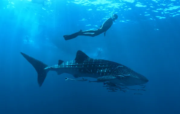Картинка ocean, Whale shark, professional diver, Rhincodon typus