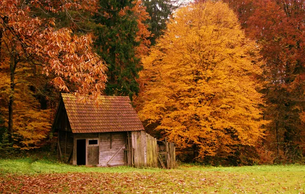 Картинка осень, лес, природа, домик