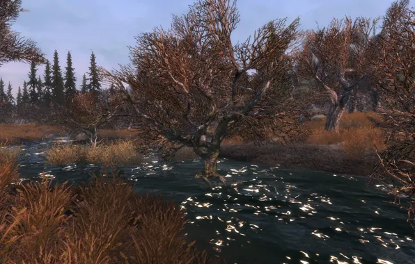Трава, деревья, болото, grass, trees, solitude, skyrim, скайрим