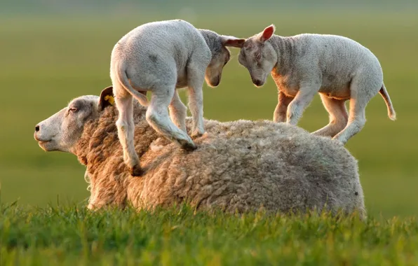 Картинка трава, игра, овца, ягнята