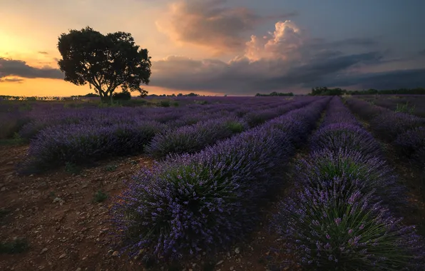 Field, tree, lavender, plantation