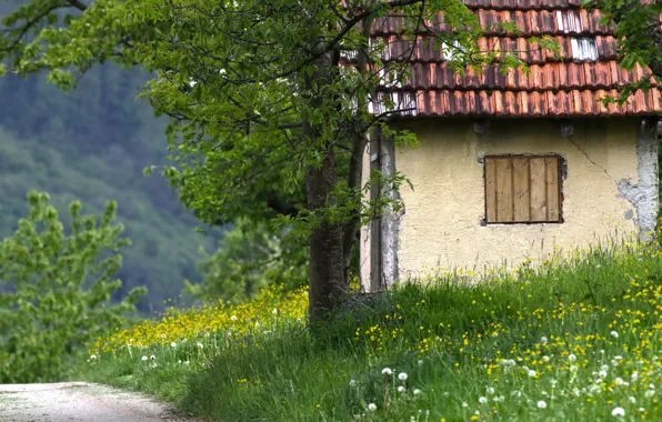 Дорога, крыша, лето, цветы, природа, дерево, весна, деревня