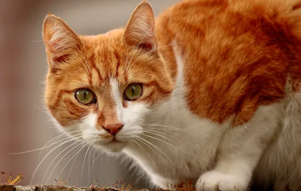 Кошка, кот, взгляд, мордочка, котейка