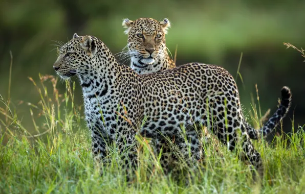 Картинка леопарды, дикая природа, Leopard Family