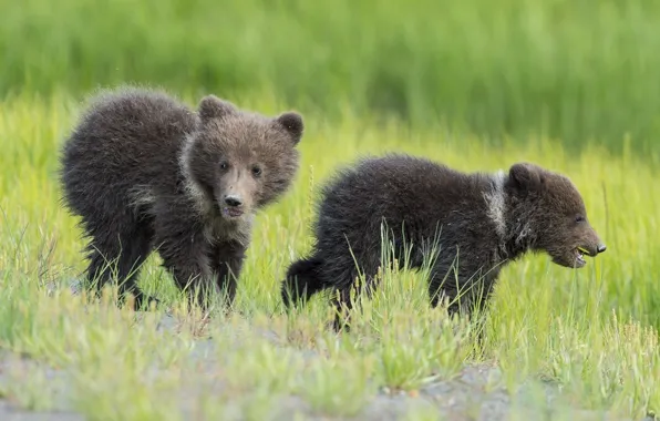 Картинка трава, медведи, малыши, медвежата, детёныши