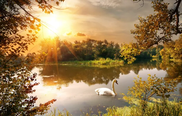 Картинка осень, листья, деревья, ветки, пруд, парк, лебедь, лучи солнца