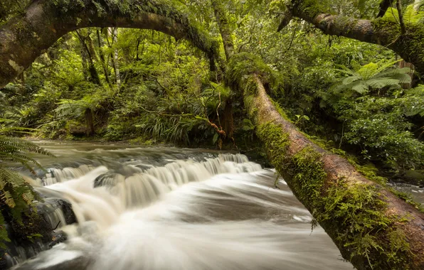 Лес, деревья, река, Новая Зеландия, каскад, New Zealand, Catlins River