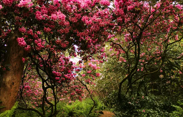 Деревья, парк, Швейцария, кусты, цветущие, Park Seleger Moor