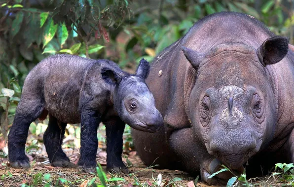 Картинка фон, детёныш, rhino, взрослый, Суматранский носорог