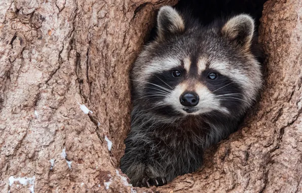 Картинка взгляд, морда, деревья, портрет, енот, дупло