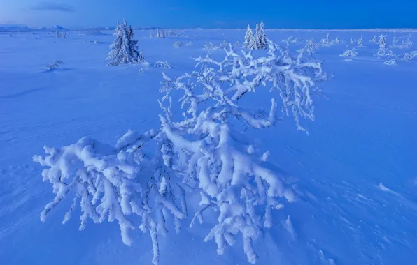 Зима, снег, деревья, Швеция, кусты, Sweden, Lapland, Лапландия