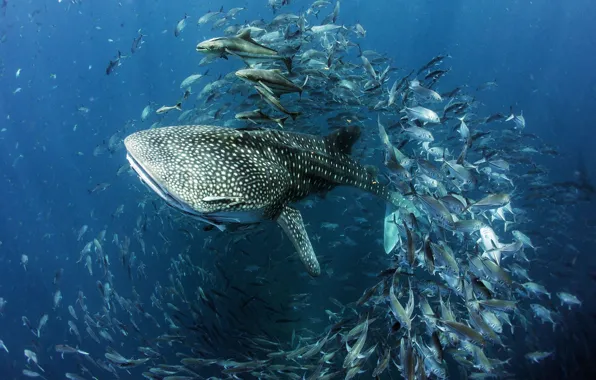 Вода, рыбы, рыба, акула, под водой, Крупнейшая из существующих в настоящее время видов, Китовая акула