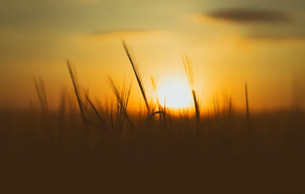 Field, sunset, bokeh, wheat