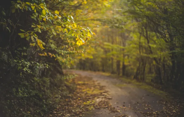 Картинка дорога, осень, листья, деревья, солнечный свет