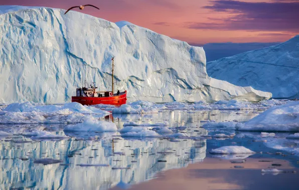 Картинка море, отражение, чайка, Дания, льды, кораблик, айсберги, Гренландия